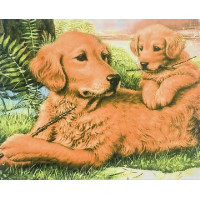 Алмазная мозаика 50x40 Золотистый ретривер